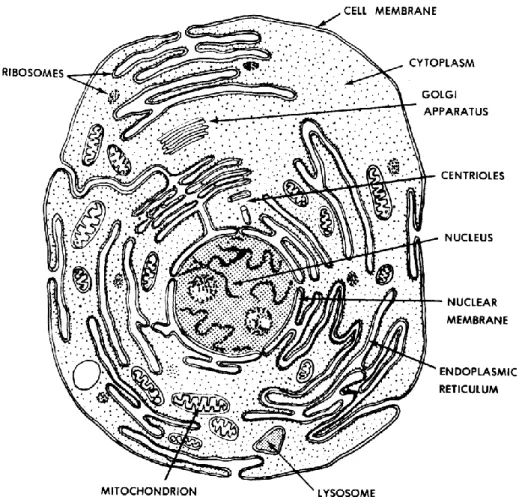 Figure 1-4. A "typical" animal cell (as seen in an electron microscope). 