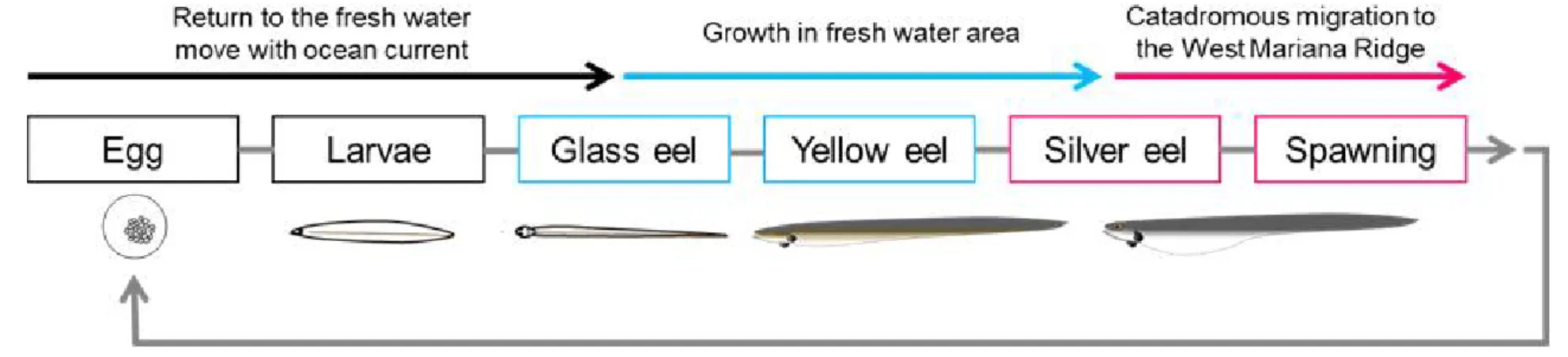 Figure  1.  The  biological  life  cycle  of  Japanese  eel.