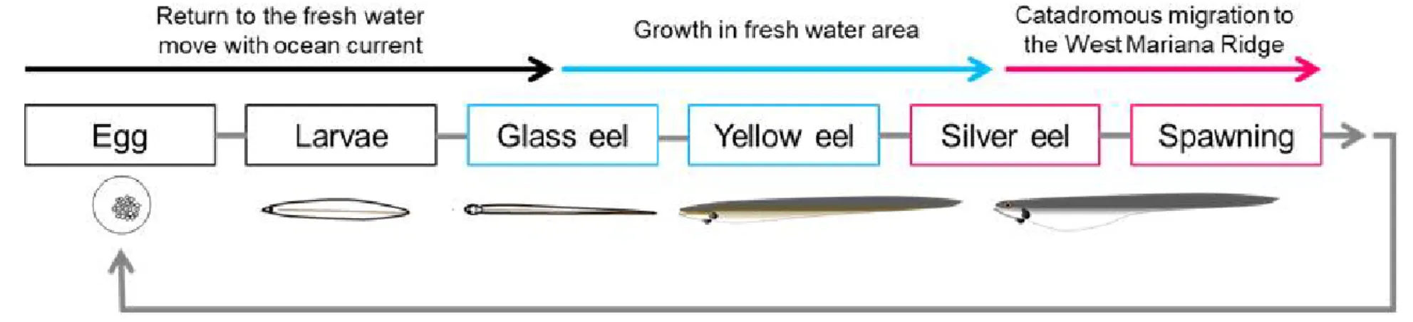 Figure  1.  The  biological  life  cycle  of  Japanese  eel.