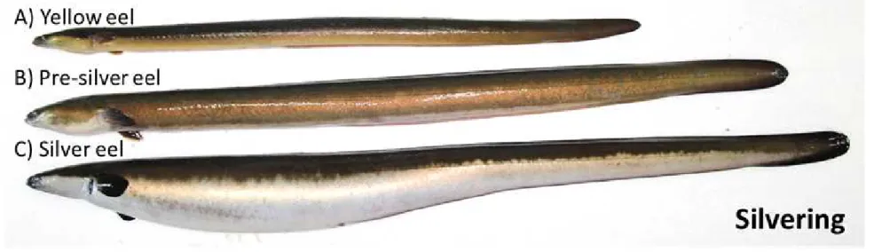 Figure  2.  Morphological  change  during  silvering.  (A)  Yellow  eel,  (B)  Pre-silver  eel,  (C)  Silver  eel.