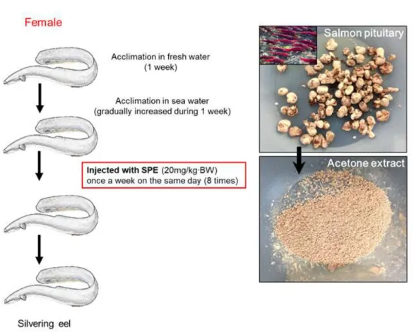 Figure  3.  Outline  of  the  artificial  maturation  process.