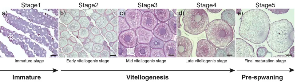 Figure  5.  Histological  section  of  oocytes  at  different  development  stages  during  SPE  treatment