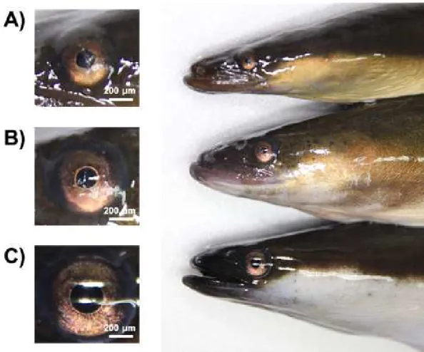 Figure  7.  Eye  index  (EI)  change  in  female  eel  during  artificial  maturation