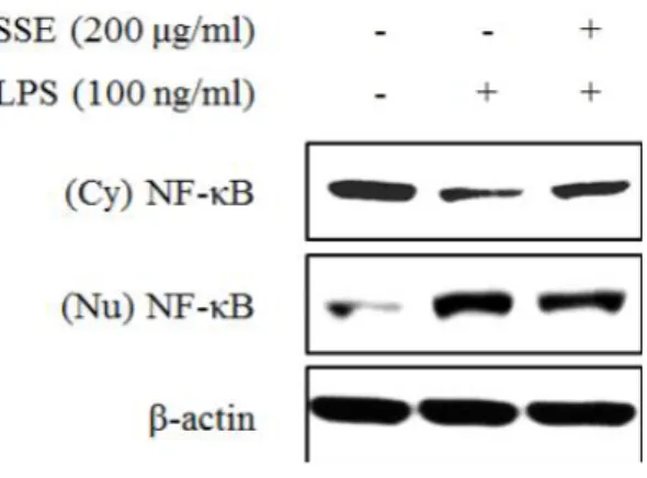 Figure  6.  Effect  of  Scolopendra  subspinipes  mutilans extract  (SSE)  on  activation  of  NF-κB  (p65)  in  LPS-stimulated  RAW  264.7  cells