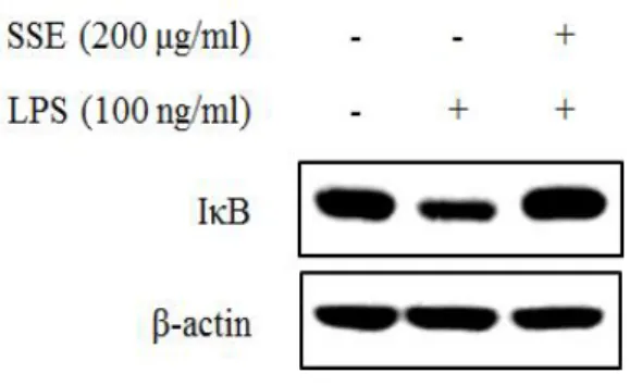 Figure  7.  Effect  of  Scolopendra  subspinipes  mutilans extract  (SSE)  on    expression  of  IκB  in  LPS-stimulated  RAW  264.7  cells