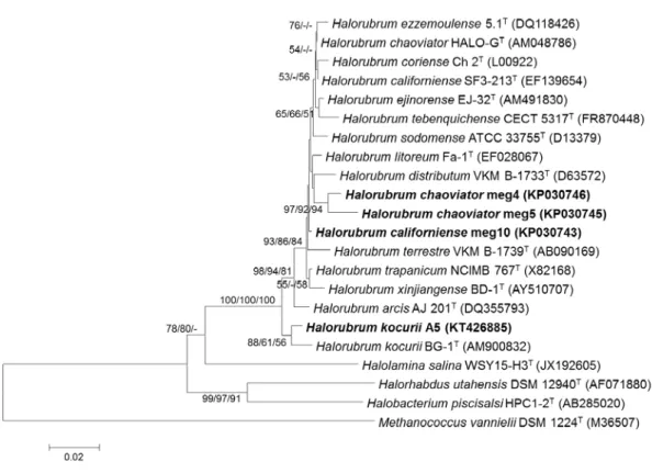 Fig. 1. Phylogenetic tree showing phylogenetic position of (A) Halorubrum spp. from the 