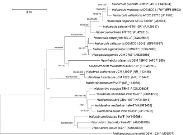 Fig.  2. Phylogenetic tree based on 16S rRNA gene sequences, showing the relationship 