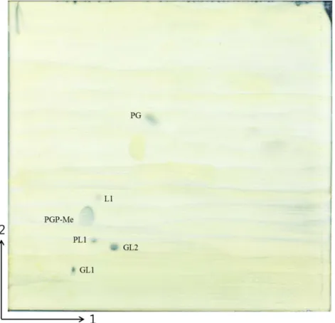 Fig.  3.  Thin-layer chromatograms of the total polar lipids of strains halo-7 T . Two- Two-dimensional thin-layer chromatograms of strains halo-7 T 