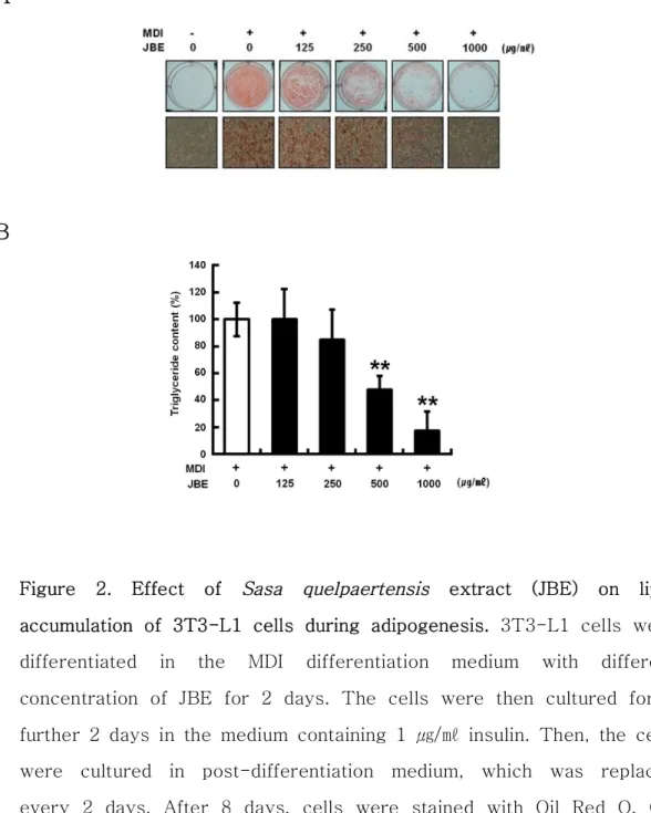 Figure  2.  Effect  of  Sasa  quelpaertensis   extract  (JBE)  on  lipid  accumulation  of  3T3-L1  cells  during  adipogenesis