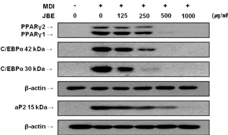 Figure  3.  Western  blot  analysis  of  PPARγ,  C/EBPα  and  aP2  in  3T3-L1  cells  treated  with  JBE
