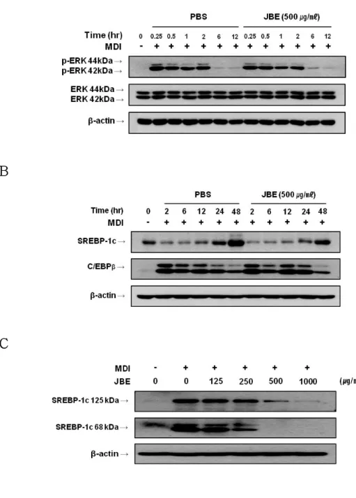 Figure  4.  Western  blot  analysis  of  phospho-ERK,  C/EBPβ  and  SREBP-1c  in  3T3-L1  cells  treated  with  JBE