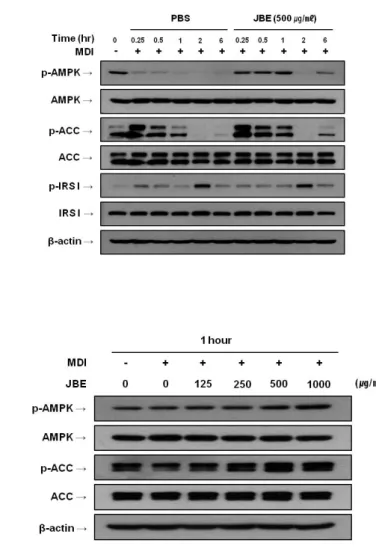 Figure  6.  Western  blot  analysis  of  phospho-AMPK,  phospho-ACC  and  phospho-IRS  1  in  3T3-L1  cells  treated  with  JBE