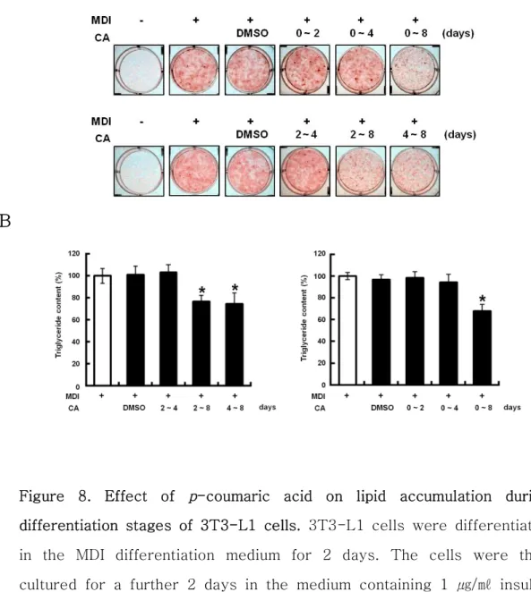 Figure  8.  Effect  of  p -coumaric  acid  on  lipid  accumulation  during  differentiation  stages  of  3T3-L1  cells