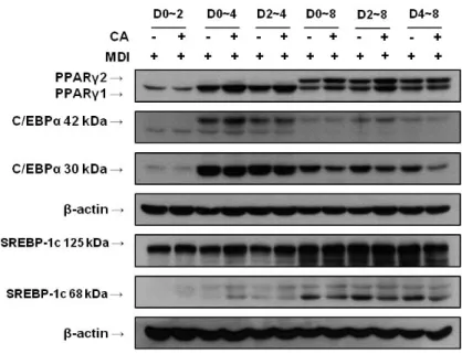 Figure  9.  Western  blot  analysis  of  PPARγ,  C/EBPα  and  SREBP-1c  during  differentiation  stages  of  3T3-L1  cells