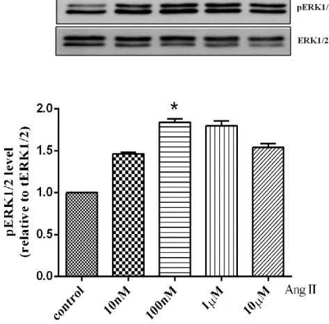 Figure 2. Effect of Angiotensin II dose-dependent on ERK1/2 activation. 