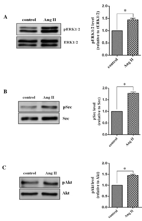 Figure 4. Effect of Angiotensin II on ERK1/2, Src and Akt activation. 