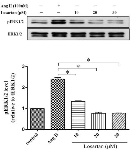 Figure 5. Effect of Losartan dose-dependent on ERK1/2 activation. 