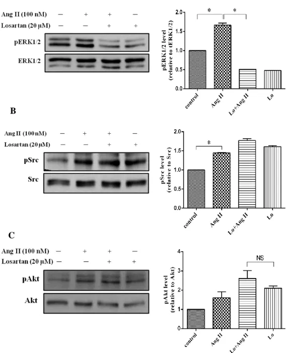 Figure  6.  Effect  of  Losartan  on  Ang  II  induced  ERK1/2,  Src  and  Akt  activation