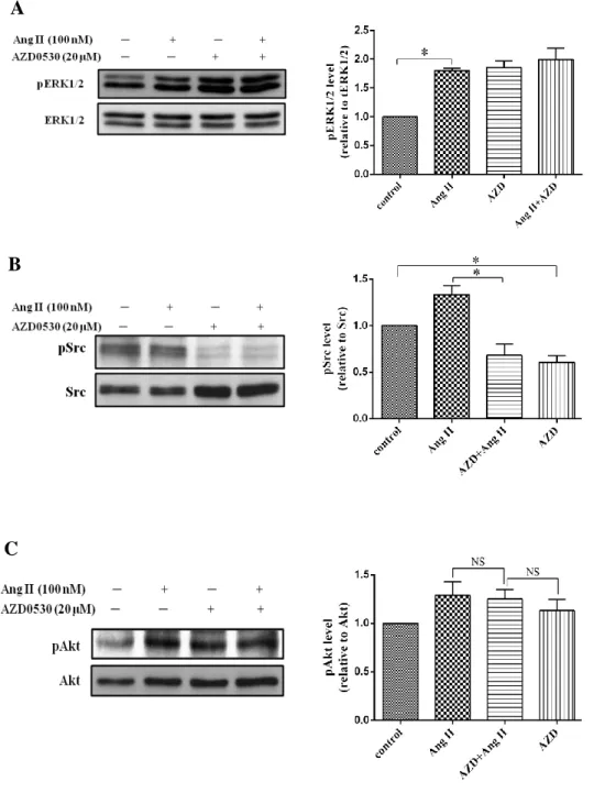 Figure  7.  Effect  of  AZD0530  on  Ang  II  induced  ERK1/2,  Src  and  Akt  activation