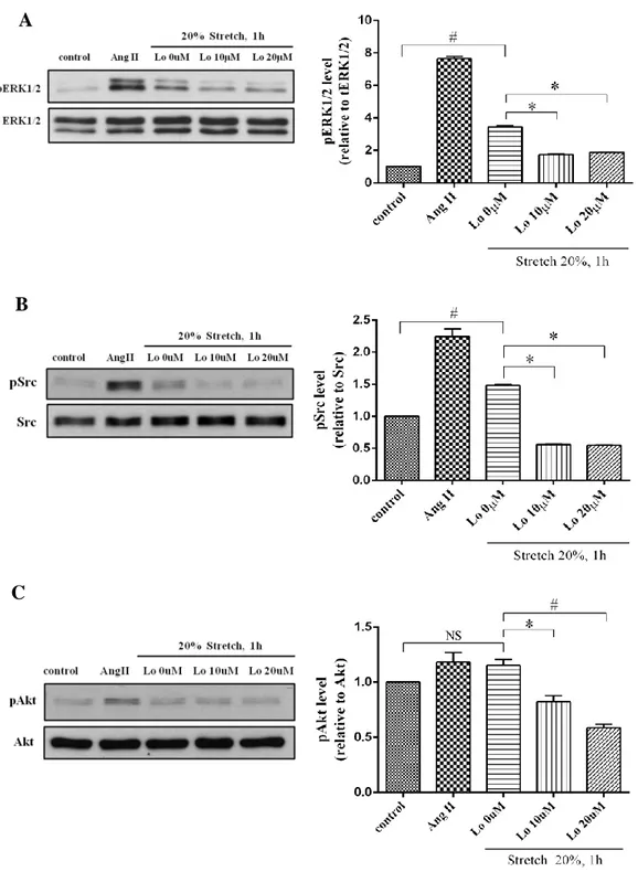 Figure  9.  Effect  of  Losartan  dose-dependent  on  mechanical  stretch  induced  ERK1/2, Src and Akt activation