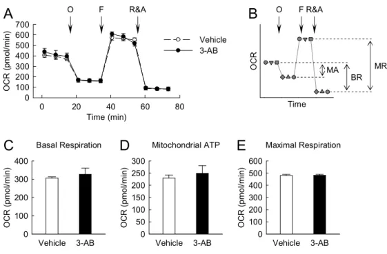 Fig.  3 PARP1  is  not  involved  in  mitochondrial  function  during  treatment  with  glucose in kidney proximal tubule epithelial cells
