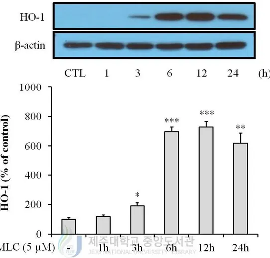 Figure 3. MLC up-regulated HO-1 expression in HT-22 neurons. MLC was treated for 1 