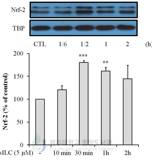 Figure  4.  MLC  induced  Nrf-2  translocation  to  nucleus  in  HT-22  neurons.  MLC  was 