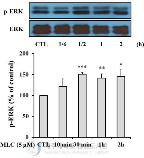 Figure 5. MLC regulated the phosphorylation of ERK. HT-22 cells were incubated with 