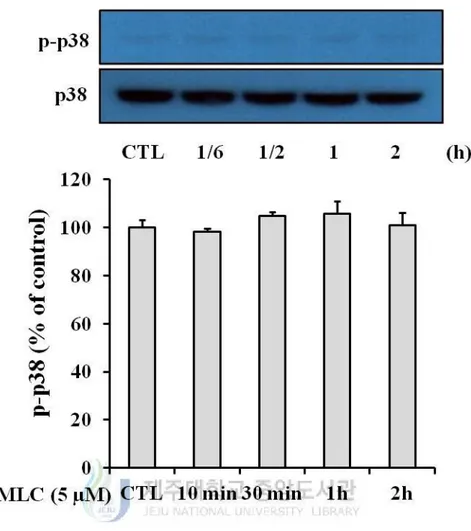 Figure 7. Effect of MLC on the phosphorylation of p38. HT-22 cells were incubated with 