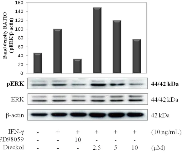 Figure  7.  Phosphorylation  of  ERK  in  interferon-γ-stimulated  HaCaT  human  keratinocytes