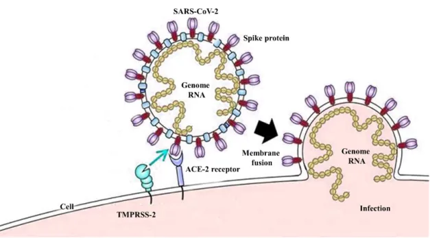 Fig.  1.  Cell  entry  mechanism  and  spike  protein  structure.  a)  SARS-CoV-2  cell  entry 