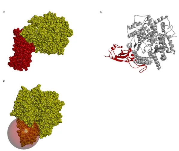 Fig. 6. a) Surface representation ACE-2: RBD of SARS-CoV-2 spike protein complex 