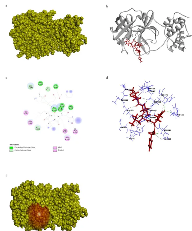 Fig. 7. a) Surface representation 3CL pro  and N3 inhibitor ligand complex 3CL pro  receptor  protein  is  in  yellow  color  and  N3  inhibitor  in  red  color