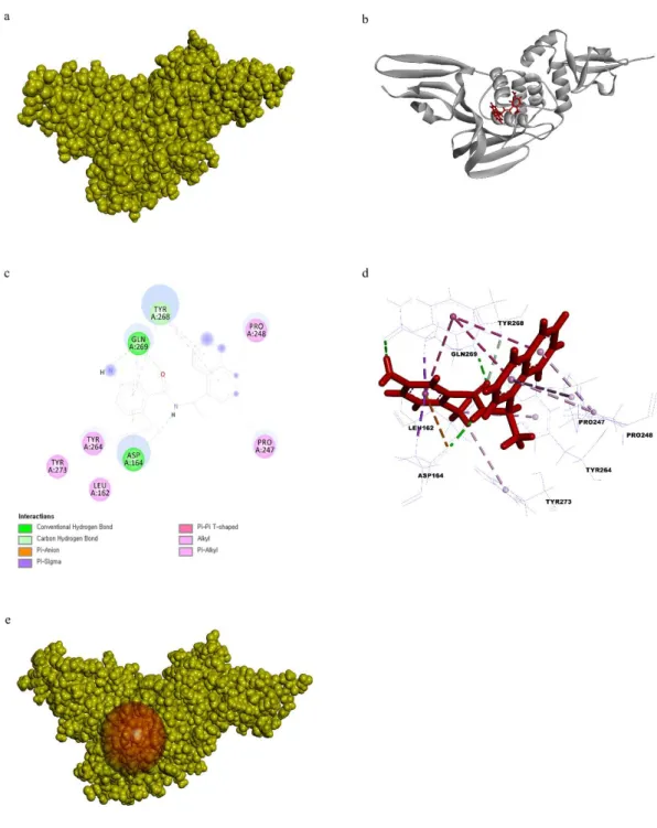 Fig.  8.  a)  Surface  representation  PL pro   and  GRL0617  inhibitor  ligand  complex  3CL pro receptor  protein  is  in  yellow  color  and  GRL0617  inhibitor  in  red  color