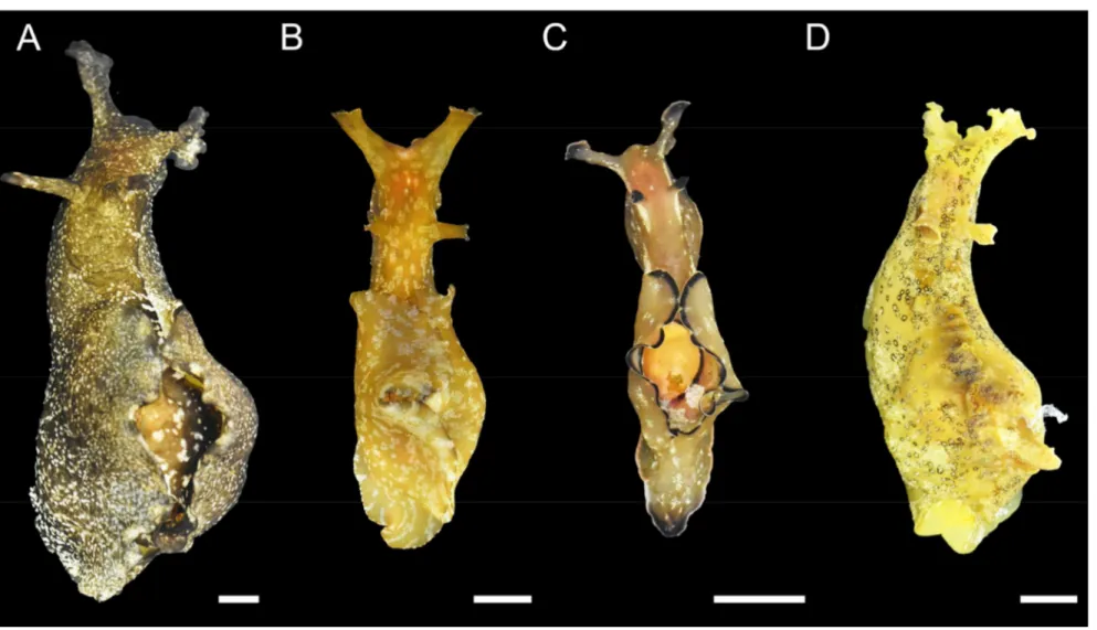 Fig. 2. Photographs showing the four species of Aplysia. (A) Aplysia kurodai, (B) A. juliana, (C) A