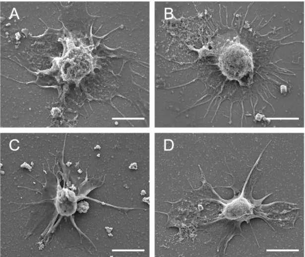 Fig. 4. Scanning electron micrographs showing the hyalinocytes of (A) A. kurodai, (B) A