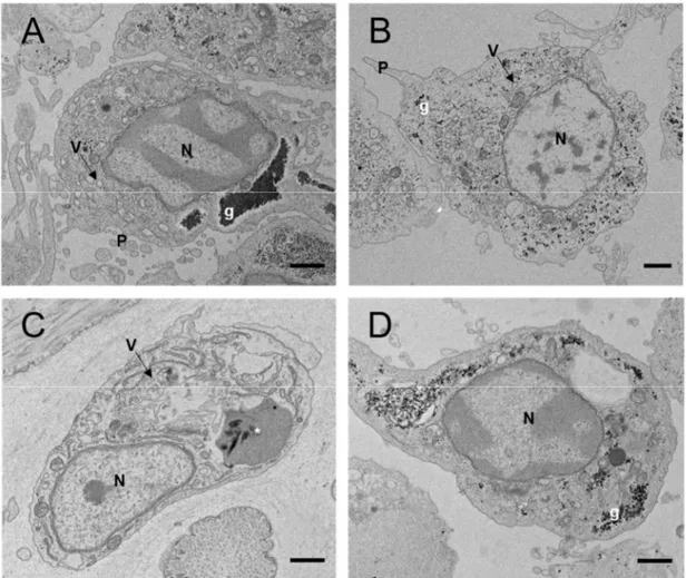 Fig. 5. Transmission electron micrographs showing the hyalinocytes of (A) A. kurodai, (B) A