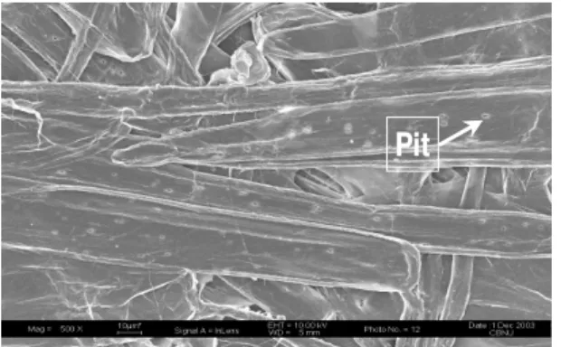 Fig. 5. Fine structure of lotus leafstalk handsheet.