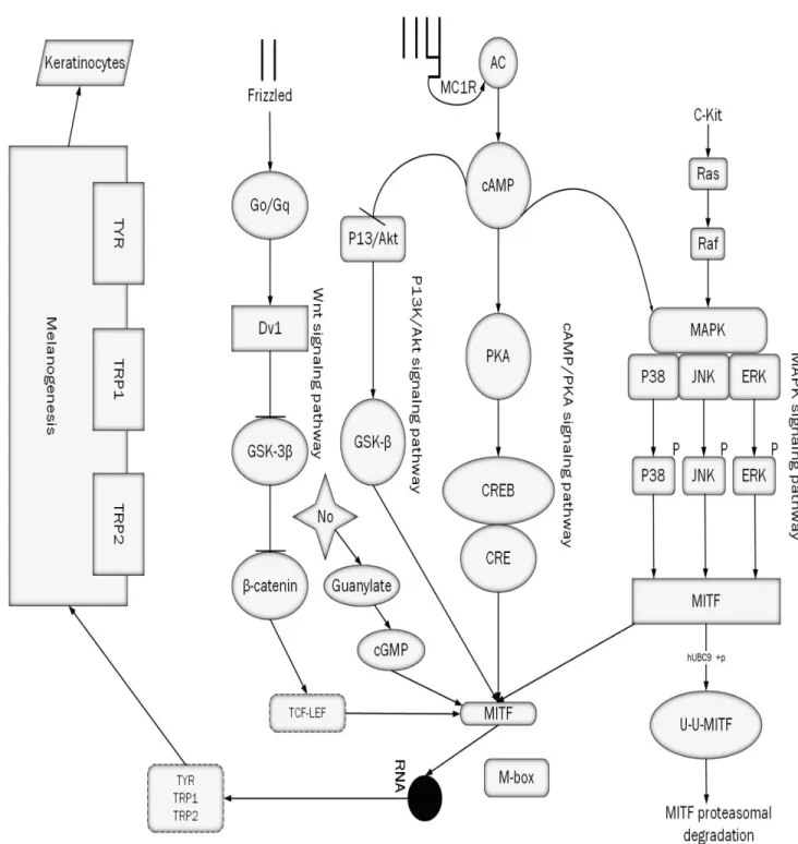 Figure 2. Melanogenesis signaling pathways involves in regulation of melanin. All of them end with melanin  production