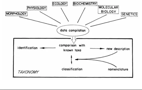 Fig. 3. 1. Flow of information in the characterization and classification of bacterial strain (Truper et al ., 1981).