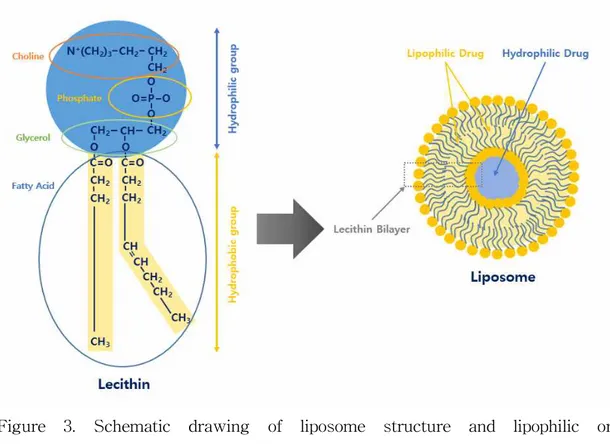 Figure 3. Schematic drawing of liposome structure and lipophilic or hydrophilic drug entrapment models.