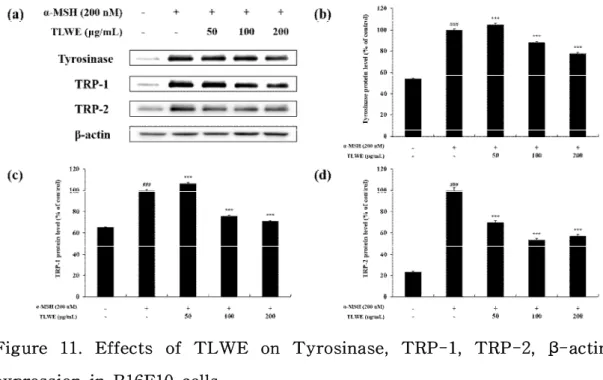 Figure 11. Effects of TLWE on Tyrosinase, TRP-1, TRP-2, β-actin expression in B16F10 cells.