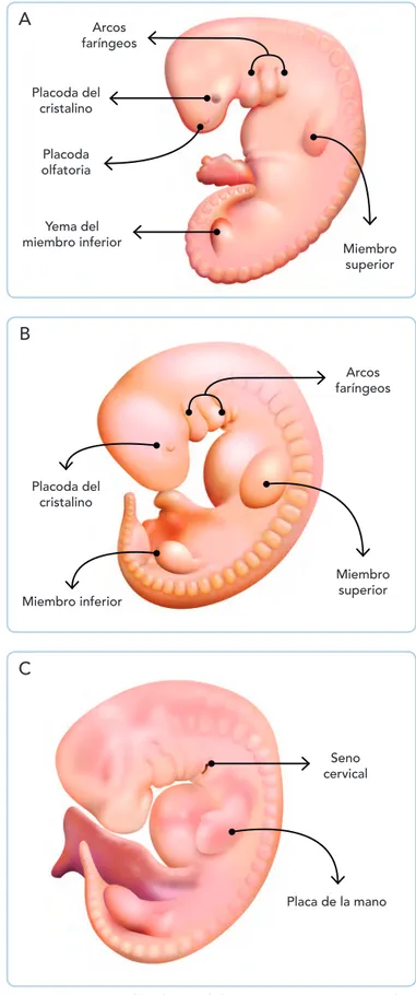 Fig. 10-7. Esquemas de embriones de la quinta semana. A. Vista izquierda  del embrión del estadio 13 (28 a 30 días)