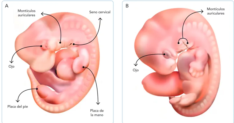 Fig. 10-9. Esquemas de embriones de la sexta semana. A. Vista izquierda del embrión del estadio 16 (37 a 40 días)