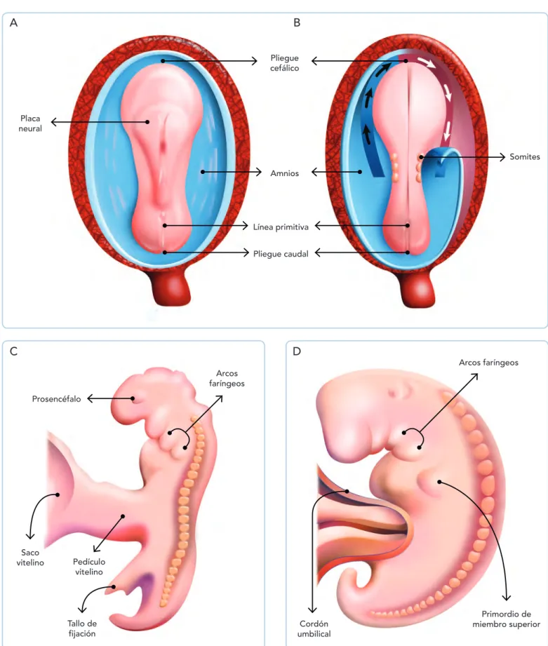 Fig. 10-1. Esquemas de embriones de la cuarta semana que muestran el proceso de plegamiento del embrión