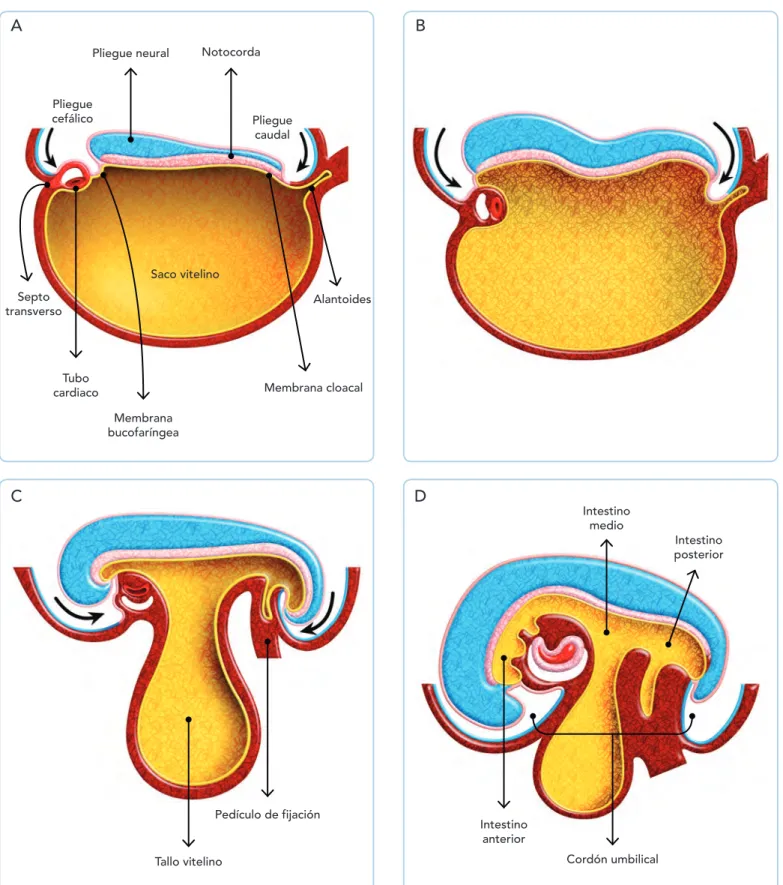 Fig. 10-2. Esquemas de embriones de la cuarta semana que muestran el proceso de plegamiento del embrión en cortes sagitales