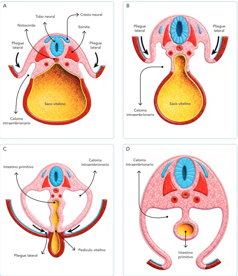Fig. 10-3. Esquemas de embriones de la cuarta semana que muestran el proceso de plegamiento del embrión en cortes transversales