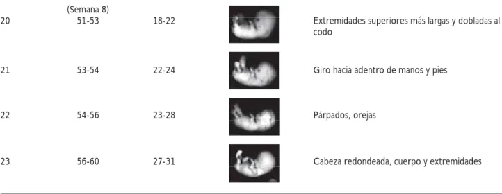 Cuadro 3. Principales eventos en el desarrollo cardiovascular. 5