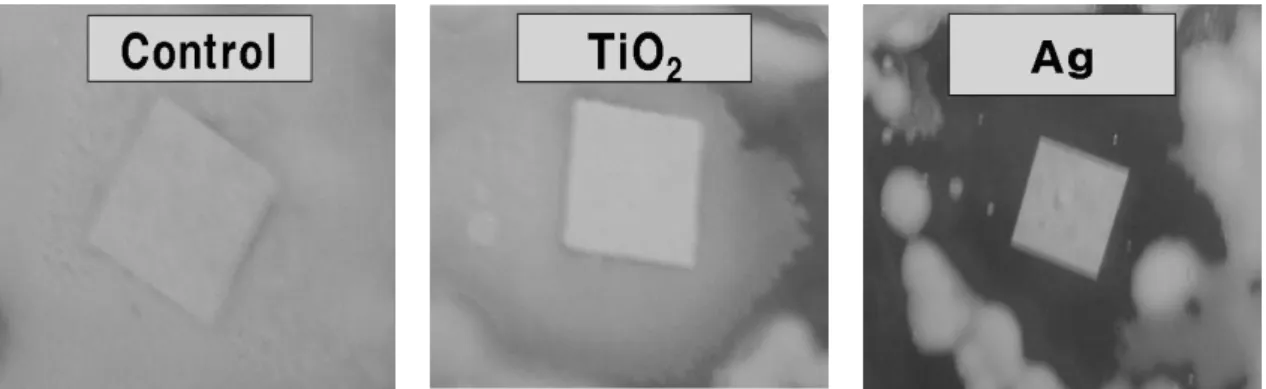 Fig. 12. Halo test of handsheet produced with Ag, TiO2-modified Pulp against the Escherichia Coli KCTC 1924.