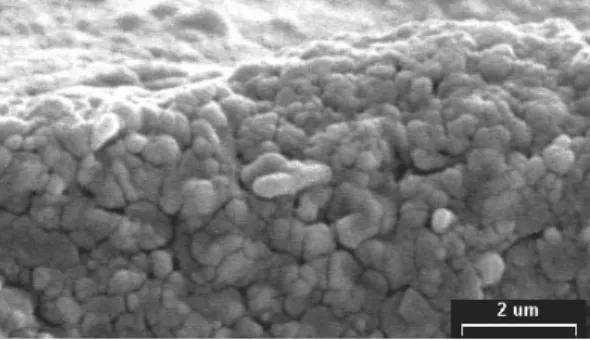 Fig. 4. Scanning electron micrographs of the cross section of coated papers with different  surface sizing